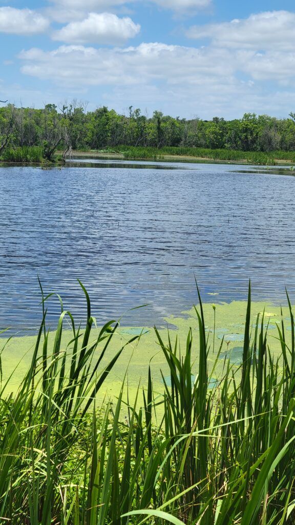 Brazos Bend State Park