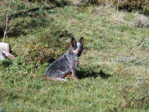 Blue Heeler Camping