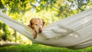 Dog in Hammock