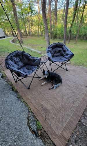 Camping with Dogs